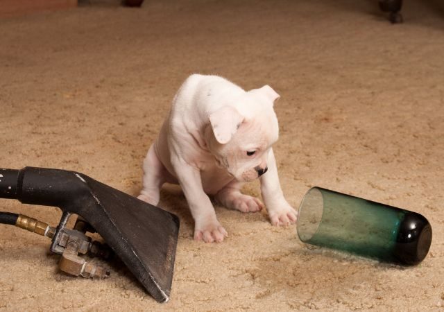 9 Best carpet cleaning methods for pet stains